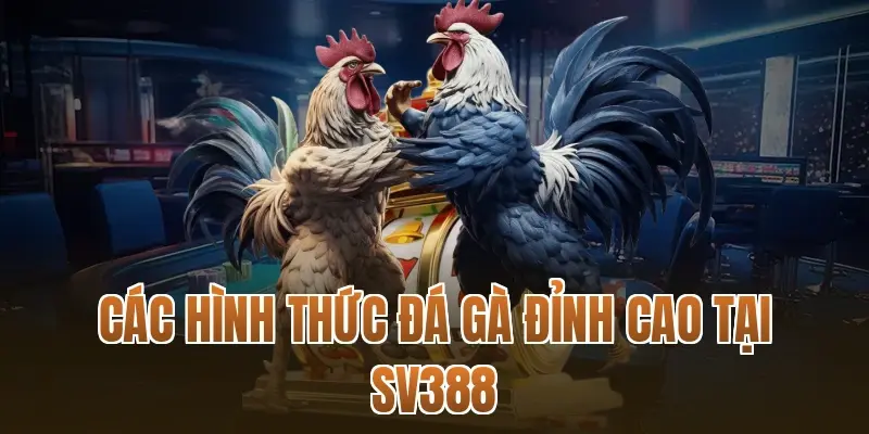 Các hình thức đá gà đỉnh cao tại SV388