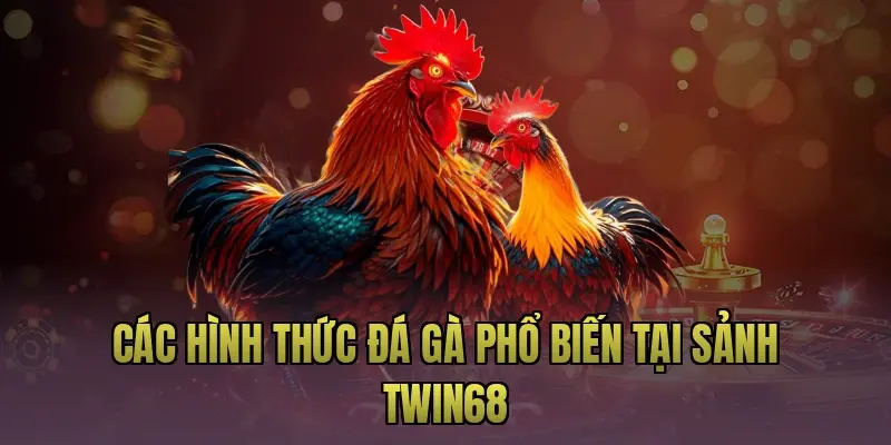 Các hình thức đá gà phổ biến tại sảnh Twin68