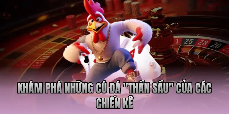 Khám phá những cú đá "thần sầu" của các chiến kê