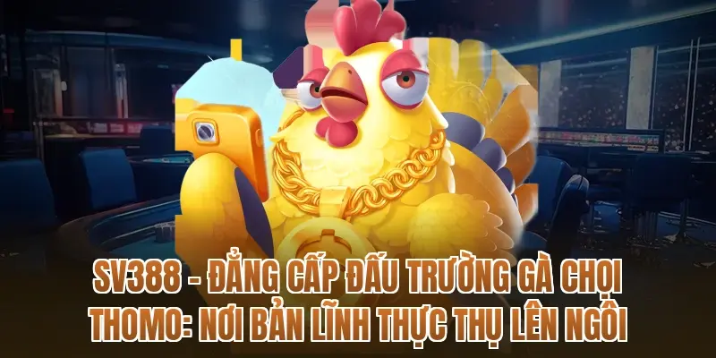 SV388 – Đẳng cấp đấu trường gà chọi Thomo: Nơi bản lĩnh thực thụ lên ngôi