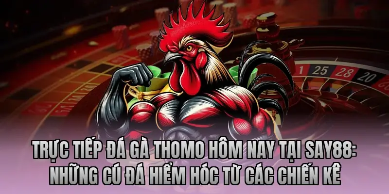 Trực tiếp Đá gà Thomo hôm nay tại Say88: Những cú đá hiểm hóc từ các chiến kê